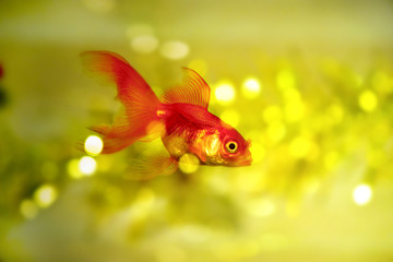  veiltail goldfish in a beautiful fairy-tale image