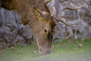 parco nazionale d'abruzzo