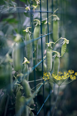tender green peas on the trellis vertical