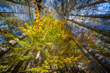 parco nazionale d'abruzzo