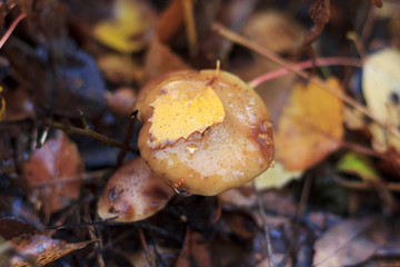 wild fungus mushrooms in autumn with yellow and red leaves in the rain close up