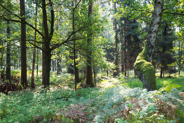 Park Krajobrazowy Cysterskie Kompozycje Krajobrazowe Rud Wielkich - obrazy, fototapety, plakaty