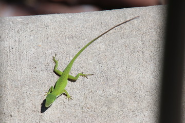 Lizard