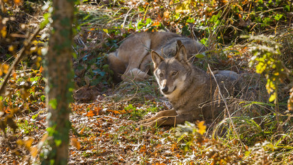 parco nazionale d'abruzzo