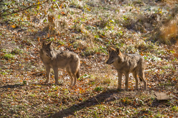 parco nazionale d'abruzzo