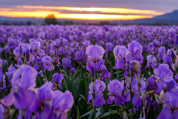 Champ d'iris pallida en Provence, France.	Gros plan, lever de soleil.	