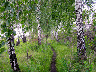 birch grove and footpath