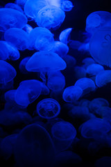 Moon Jellyfish in Aquarium with Blue Light