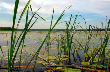 reeds and water lilies on the Volga River