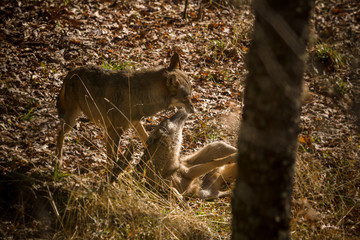 parco nazionale d'abruzzo