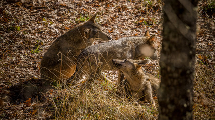 parco nazionale d'abruzzo