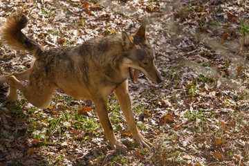 parco nazionale d'abruzzo