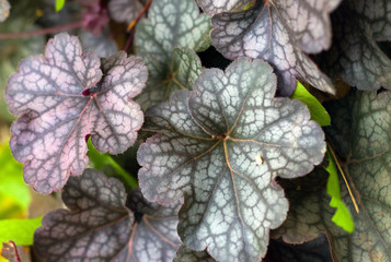 Heuchera