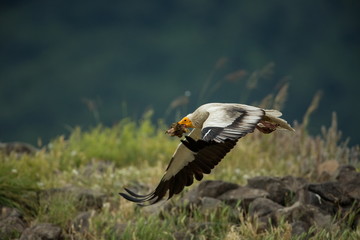 Neophron percnopterus. The wild nature of Bulgaria. Free nature. A beautiful picture of nature. Rhodopes. Big bird. Mountains in Bulgaria. European wildlife. Madzarovo. River Arda. Bush. Bulgaria.