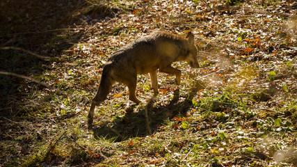 parco nazionale d'abruzzo
