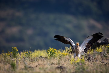 Neophron percnopterus. The wild nature of Bulgaria. Free nature. A beautiful picture of nature. Rhodopes. Big bird. Mountains in Bulgaria. European wildlife. Madzarovo. River Arda. Bush. Bulgaria.