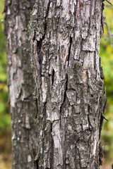 trunk of a tree with old cracked bark