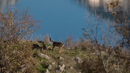 parco nazionale d'abruzzo