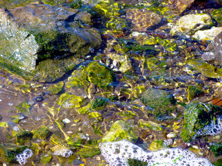 stones on the bottom of the river, the water covered with moss