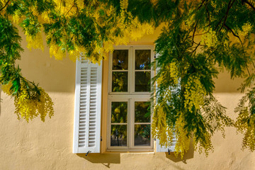 Façade d'une maison provençale, Branches du mimosa autour de la fenêtre  © Marina