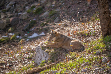parco nazionale d'abruzzo