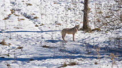 parco nazionale d'abruzzo