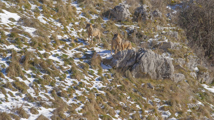 parco nazionale d'abruzzo