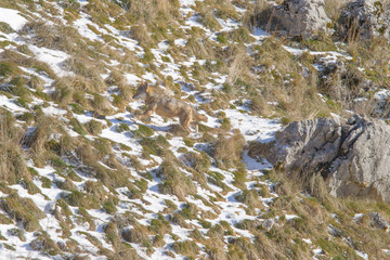 parco nazionale d'abruzzo