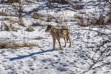 parco nazionale d'abruzzo
