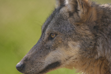 parco nazionale d'abruzzo