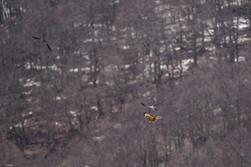 parco nazionale d'abruzzo
