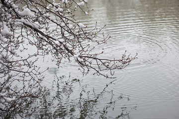 Branch Over Water With Snow