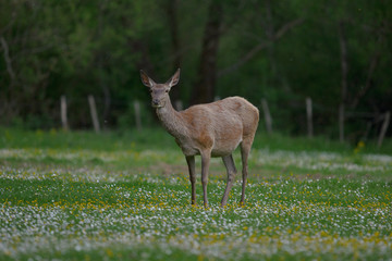 parco nazionale d'abruzzo