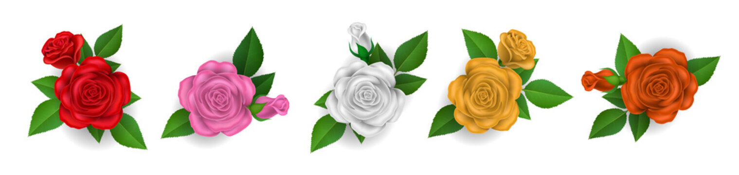 Collection of colorful rose flowers with green leaf, including red, pink, white and yellow rose. Vector illustration for nature design, Valentine's day and romantic gift 