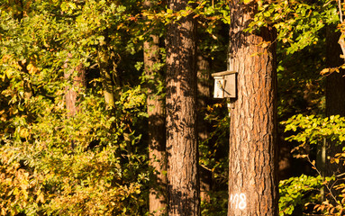 Budka lęgowa w lesie, ptaki