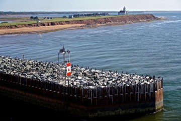 Prince Edward Island, Canada: Cormorants (Phalacrocorax auritus) sunning themselves on a pier; the...