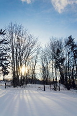 Sun beams passing through trees in beautiful snowy sunny winter landscape, freezing weather forecast concept