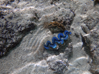 Underwater view of a Giant Clam (Tridacna Gigas) with blue lips in the Bora Bora lagoon, French Polynesia 