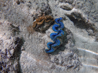 Underwater view of a Giant Clam (Tridacna Gigas) with blue lips in the Bora Bora lagoon, French Polynesia 