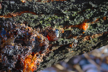 Colorful resin on the Apricot tree
