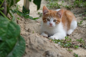 Naklejka na ściany i meble Bellissimo gattino selvatico tigrato tricolore tra gli alberi