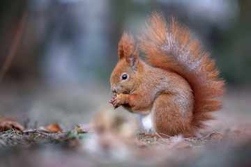 Naklejka na ściany i meble Red squirrel eating - autumn/winter fur