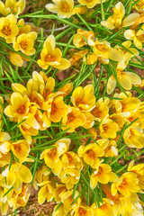 Obraz premium Yellow crocuses in garden. Spring background of crocuses. Top view.