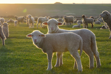 Obraz premium Herd of sheep and lambs