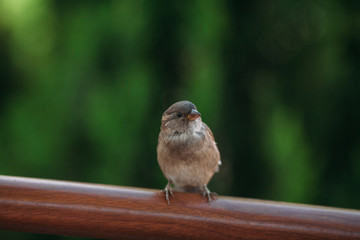 brown sparrow in the street on a green background