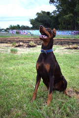 dog training, brown Doberman sits in the park and looks at the owner