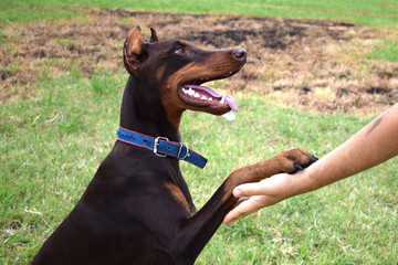 Doberman training, trust and loyalty between a dog and humans, Doberman and man's paw as a sign of love and trust