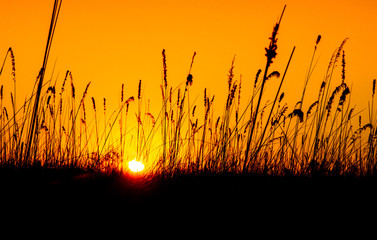 Wild grassland at sunset time. Black silhouette of grass and orange evening sky on the background