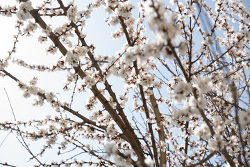 Apricot blossoms