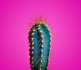 Naklejka premium Trendy neon cactus closeup over bright pink pastel background. Colorful summer trendy creative concept.